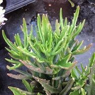 Kalanchoe Spider
