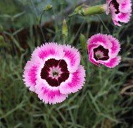 Kessock Blush