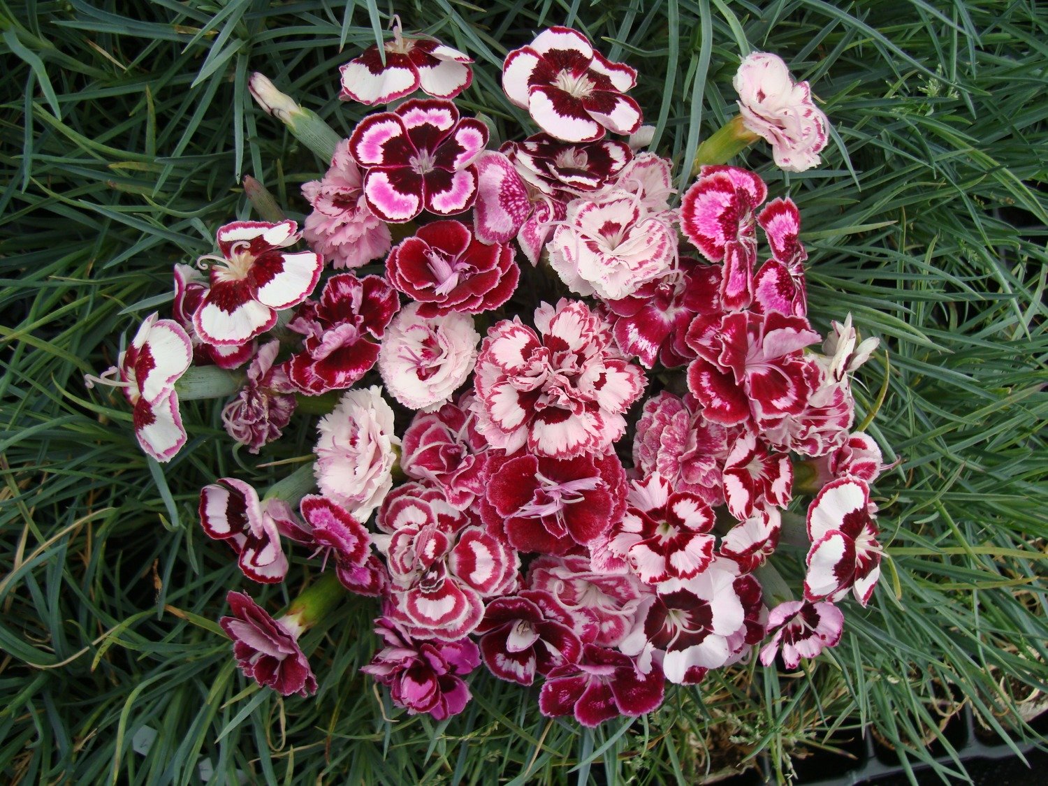 Laced Collection  (10 plants)