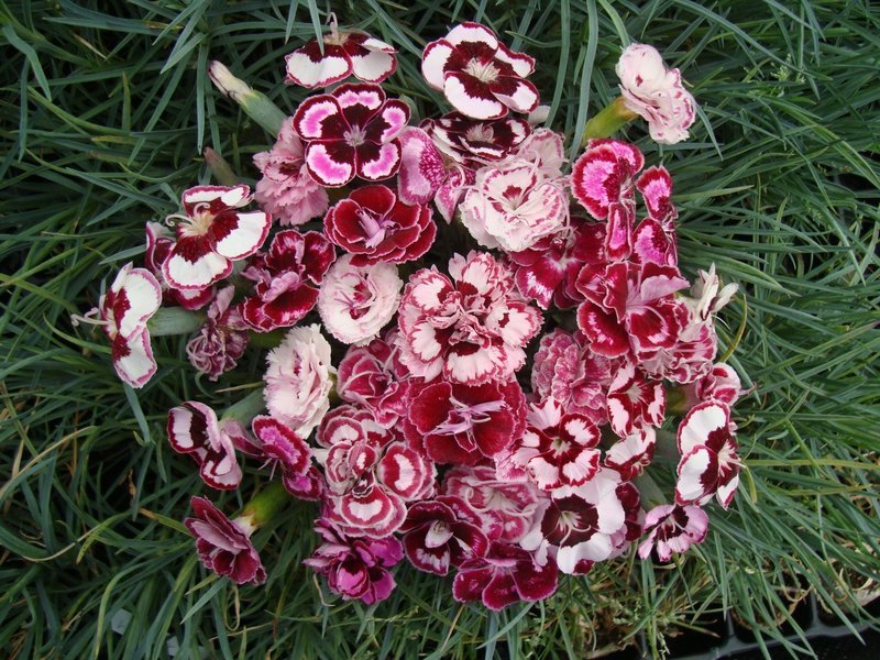 Laced Collection  (10 plants)