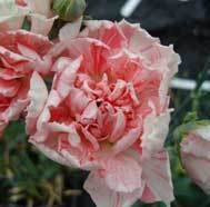 Lady Windermere