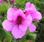 Lavender Grand Slam