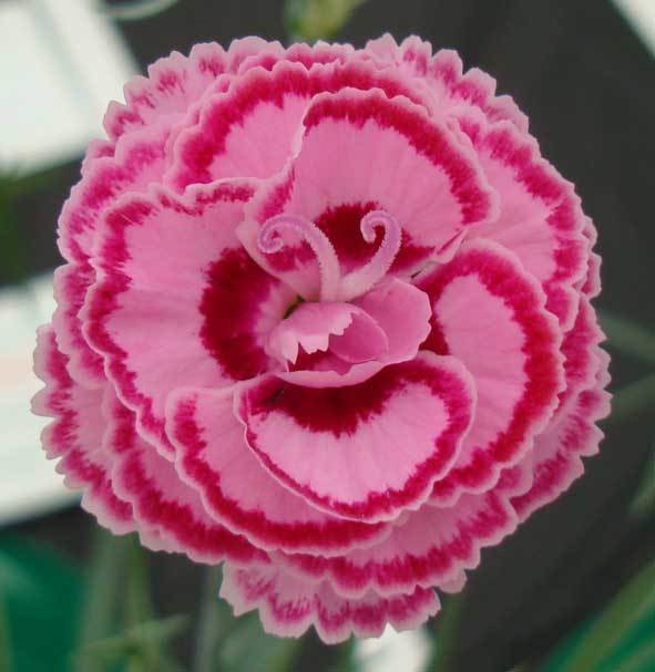 Linfield Doreen Ashmore (2007)