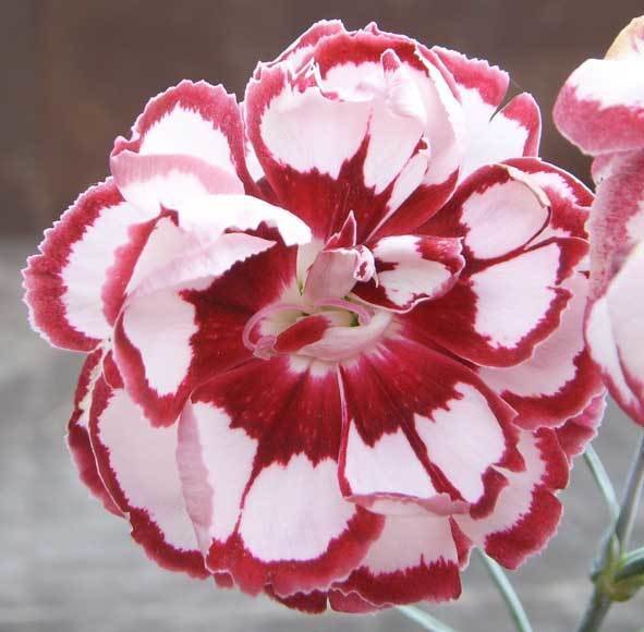 Linfield Julie  (1984)