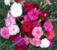 Long Flowering Collection  (10 plants)