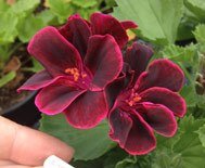 Lord Bute