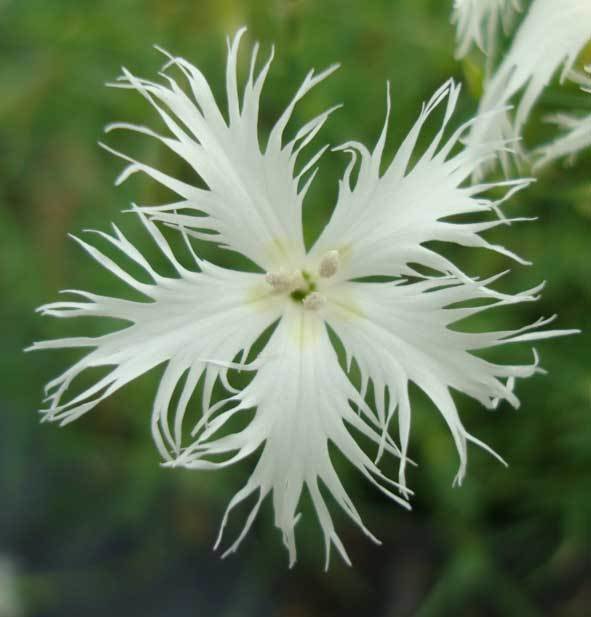 Lumnizeri (age unknown)