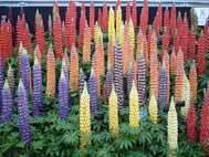 Lupin Collection (10 plants)