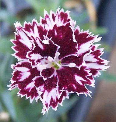 Mendlesham Minx (1997)
