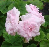 Millfield Rose
