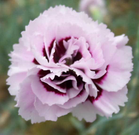 Mrs MacBride  (age unknown)