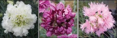 Mrs Sinkins Collection  (3 plants, 1 of each variety)