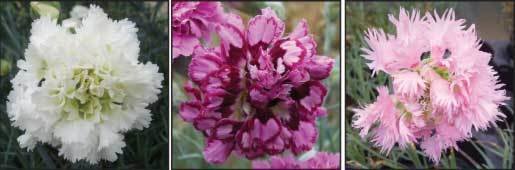 Mrs Sinkins Collection  (3 plants, 1 of each variety)