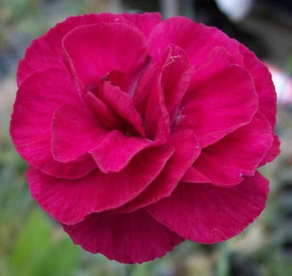 Oliver  (Pre 1972)