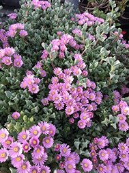 Oscularia Deltoides