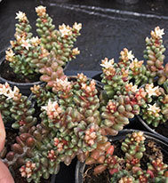 Sedum Furfuracium