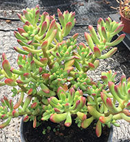Echeveria MacDougalii