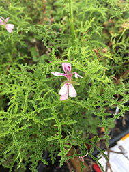 Filicifolium (1805 - 1809)