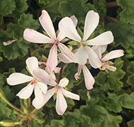 Dresden White