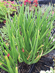 Bulbine Frutescens Yellow