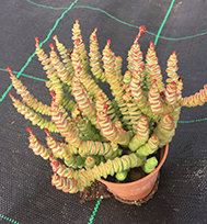 Crassula Rupestris