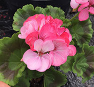Highfield&#39;s Pink