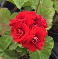 Scarlet Rambler (1870)
