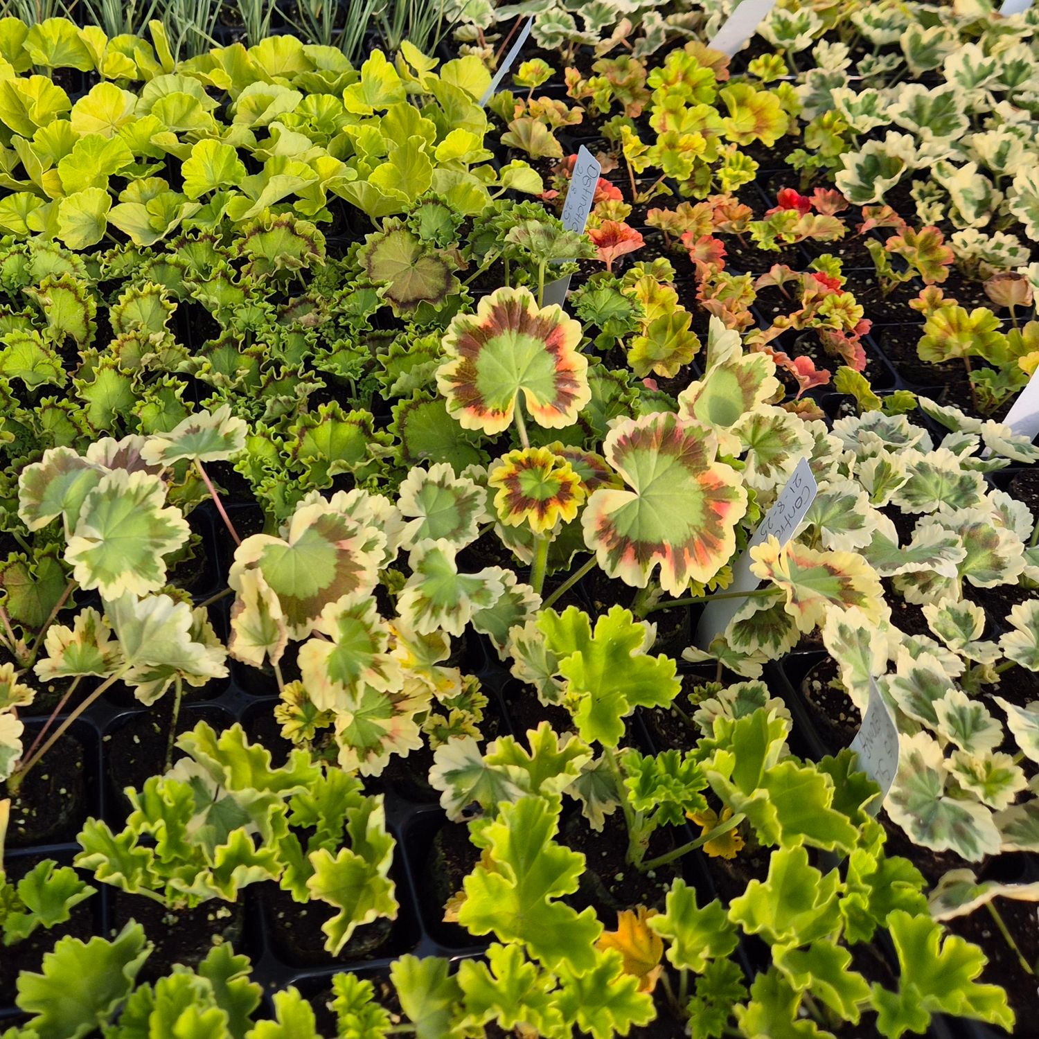 Fancy Leaf Collection (8 Plants - Limited time offer!)