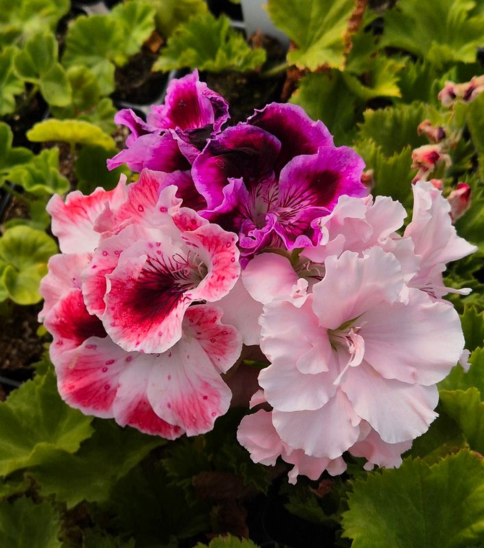 Regal, Decorative and Unique collection (8 plants, Limited Time Offer)