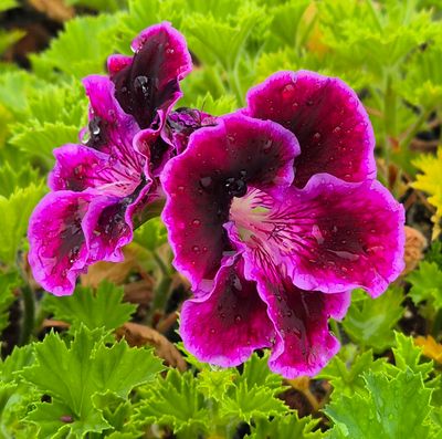 Pelargoniums