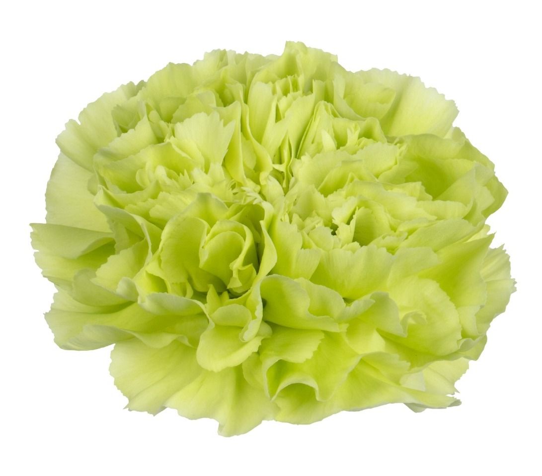 Grinch - New for 2026!