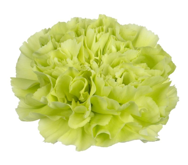 Grinch - New for 2026!