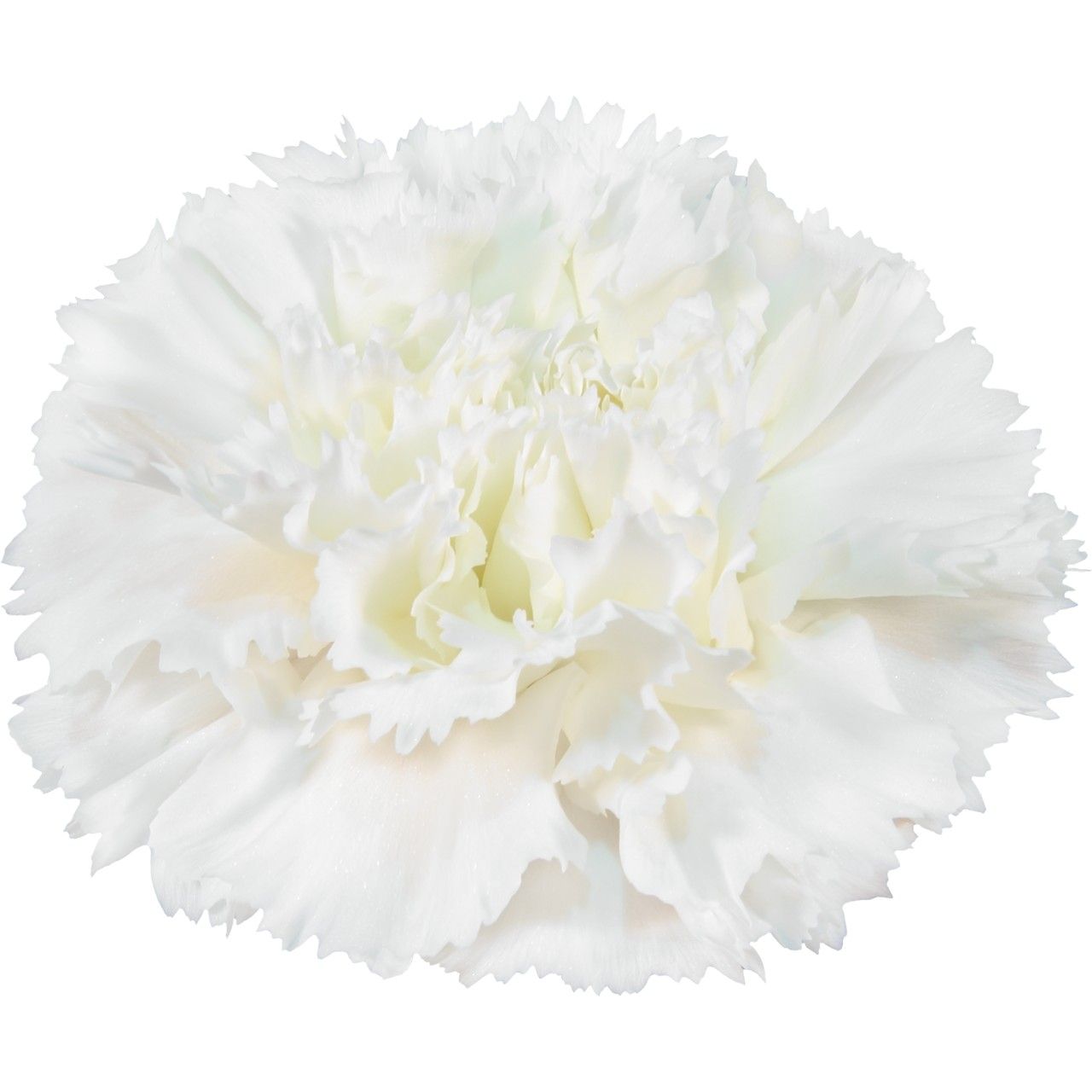 Holly - New for 2026!