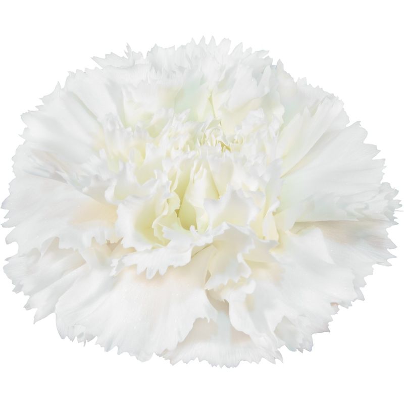 Holly - New for 2026!