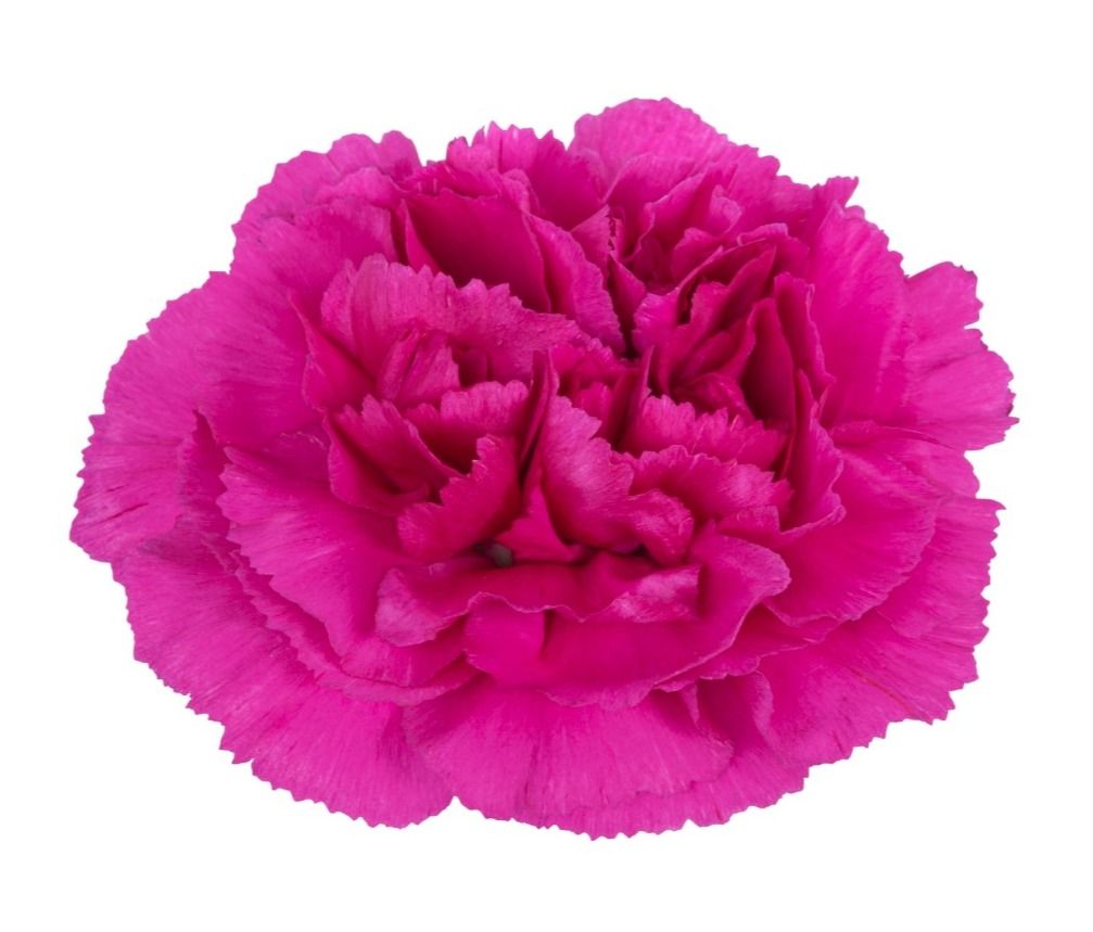 Yara - New for 2026!