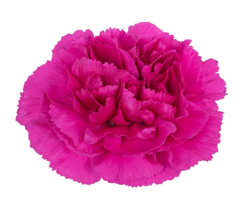 Yara - New for 2026!