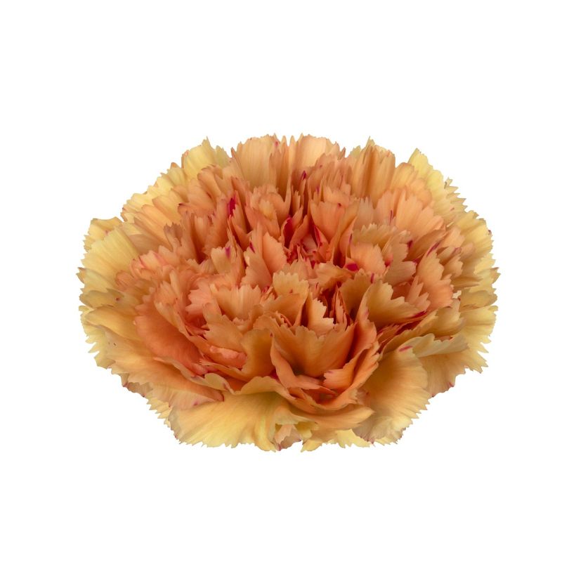 Daphne- New for 2026