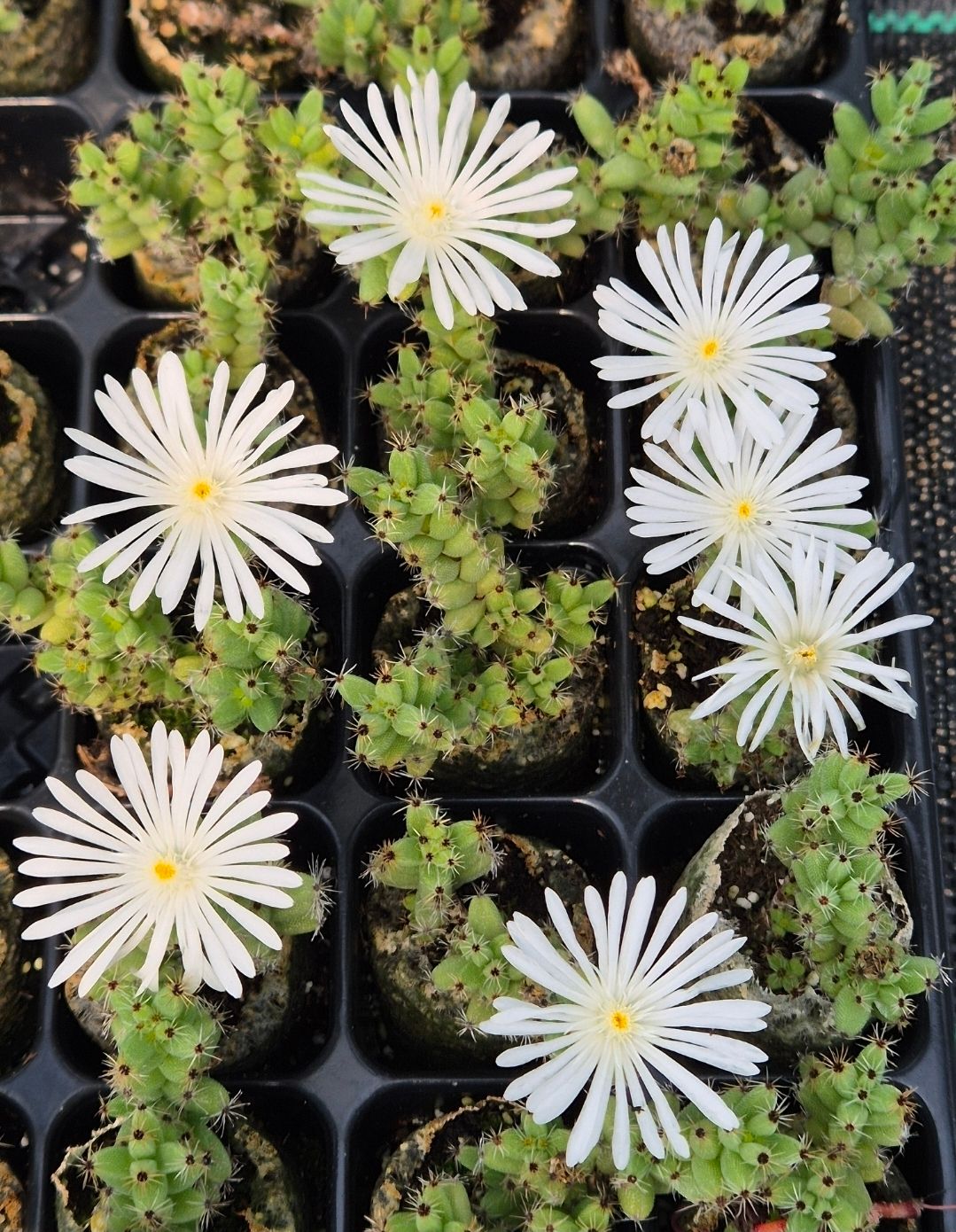 Tricodiadema Mirabile