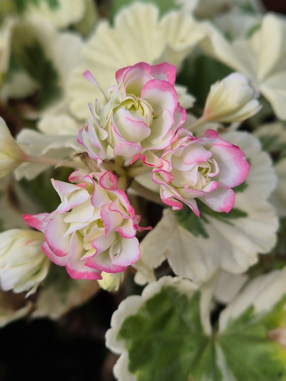 Westdale Appleblossom  (1997)