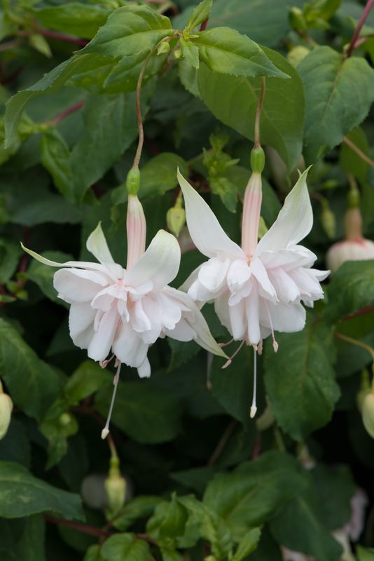 Pink Marshmallow (Trailing) New for 2026