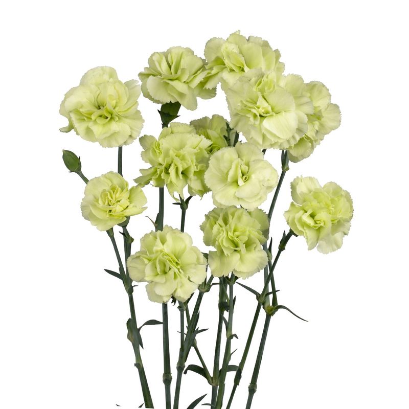 Parsley - New for 2026