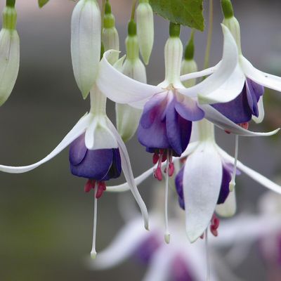 Hardy Fuchsias
