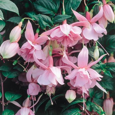 Trailing &amp; Basket Fuchsias