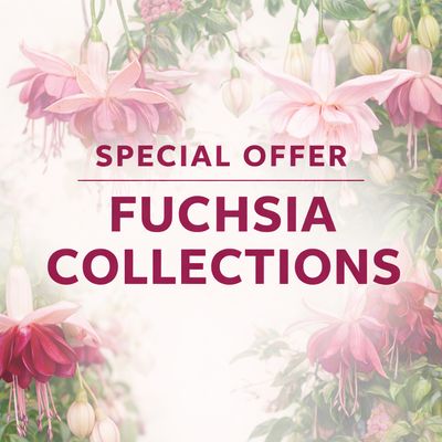 Fuchsia Starter Packs