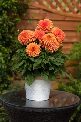 New for 2026! Dahlias