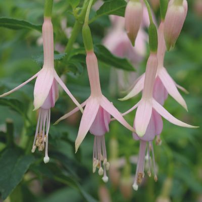 Fuchsias