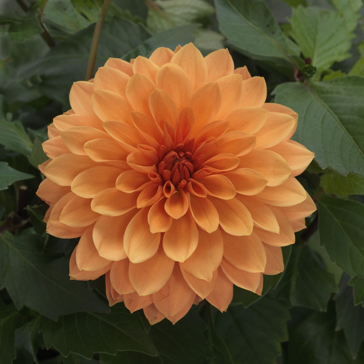 Dahlia Apricot