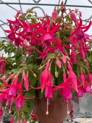 Hanging Basket Plants