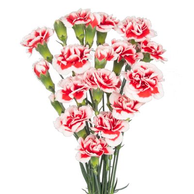 Spray Carnations
