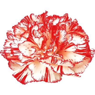 Perpetual Flowering Carnations